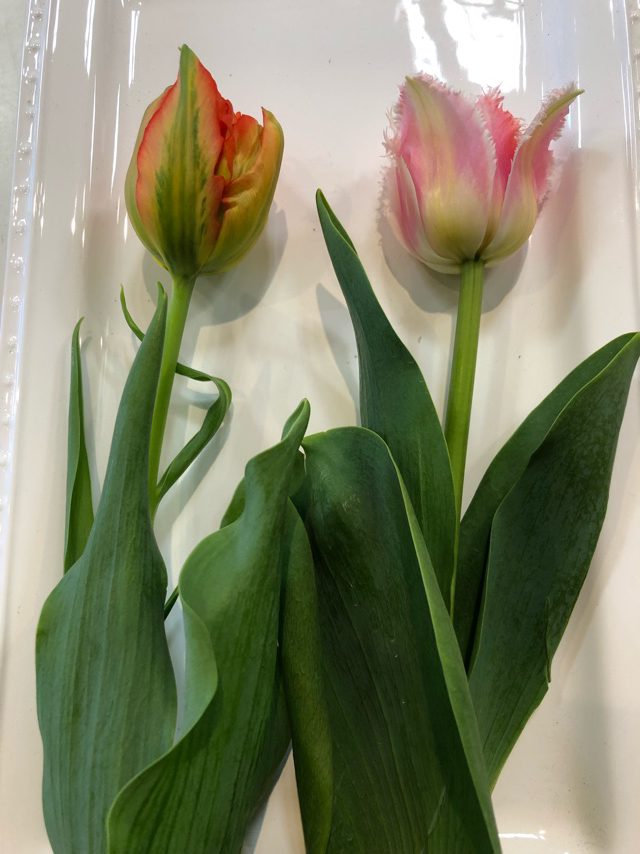 下北沢で春を発見 花屋がオススメする春のお花をご紹介 花 フラワーギフト Hanahiro 花弘
