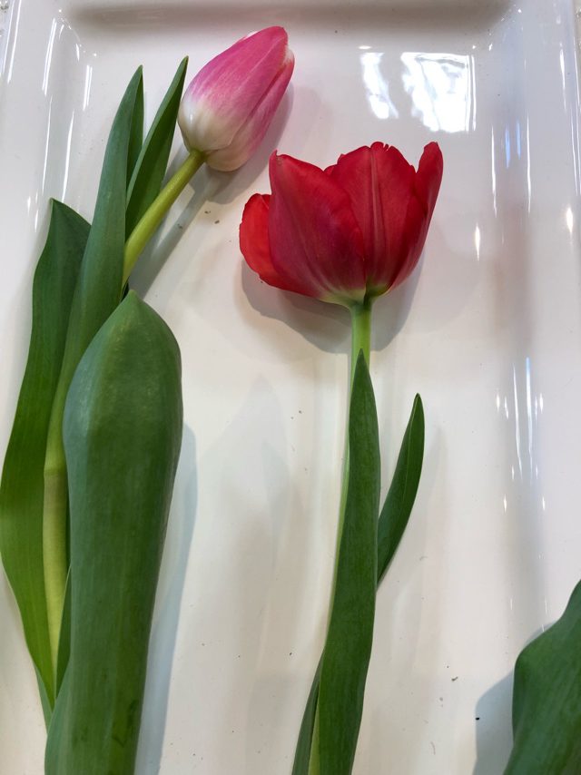 下北沢で春を発見 花屋がオススメする春のお花をご紹介 花 フラワーギフト Hanahiro 花弘